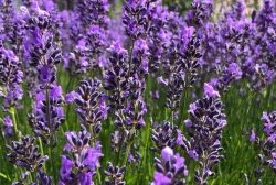 Bloemenperk in volle bloei