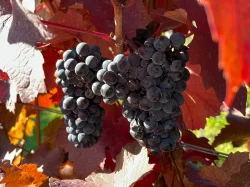 Snoei van fruitbomen