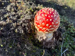 Onderhoud beplanting met decoratieve paddenstoelen