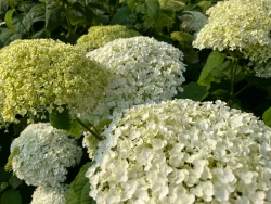 Aanplanting vaste planten in border