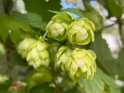 Tuinonderhoud: snoei en net afgewerkt gazon