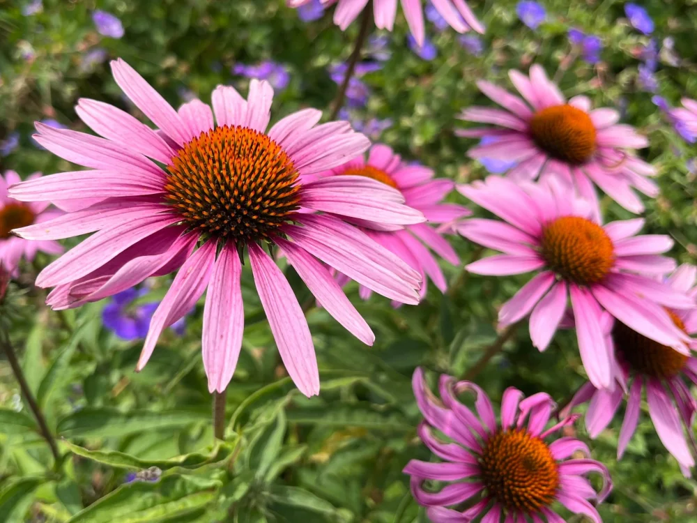 Tuinonderhoud en automatische tuinberegening aangelegd door RS Tuinwerken in Turnhout